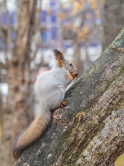 The squirrel with nut sits on tree in the autumn. Eurasian red squirrel, Sciurus vulgaris.