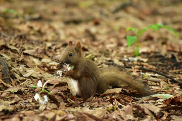 Fototapeta premium キノコを食べる子リス