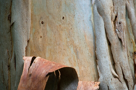 Gum Tree (eucalypt) bark as background