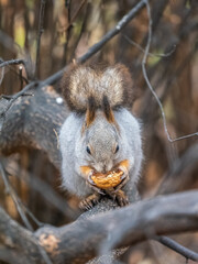 The squirrel with nut sits on tree in the autumn. Eurasian red squirrel, Sciurus vulgaris.