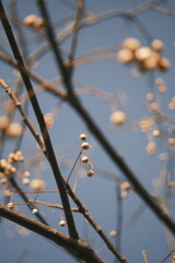 Chinese tallow tree laden with fruits