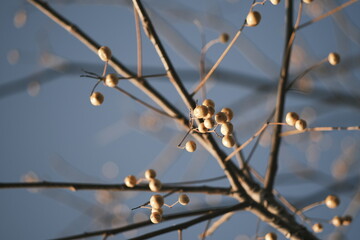 Chinese tallow tree laden with fruits
