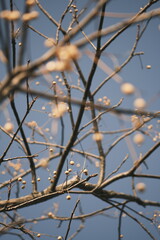 Chinese tallow tree laden with fruits
