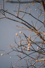 Chinese tallow tree laden with fruits