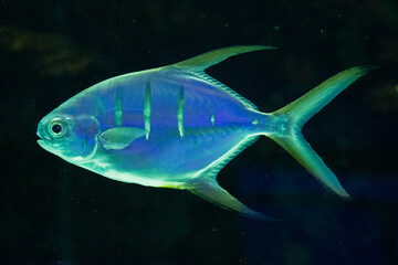 Fototapeta premium Green glowing silver fish 