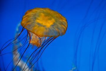 Pacific sea nettle jellyfish 