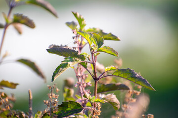 Tulsi or The Holy Basil flower, leaves. Holy basil, Sacred Basil (Ocimum sanctum)
