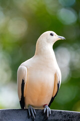 Pied Imperial Pigeon 