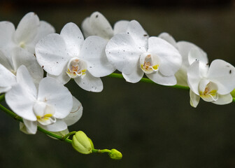 White orchid flower