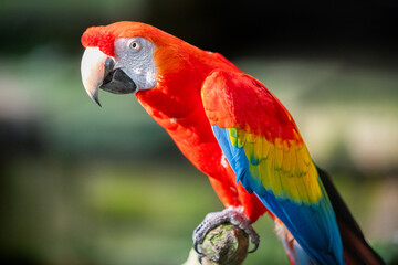 Catalina Mccaw sitting on perch