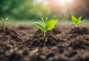 Pale green seedlings emerge from the soil.