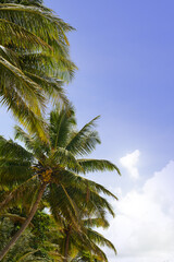 Fototapeta na wymiar Palms at a tropical beach, Queensland, Australia