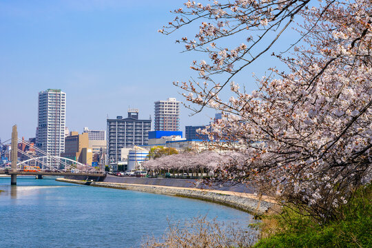 桜咲く紫川沿いの風景20210326