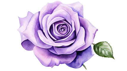 Elegance in Bloom: Beautiful Purple Rose Watercolor Illustration on White Background, Botanical Art for Nature Lovers and Floral Decor Enthusiasts