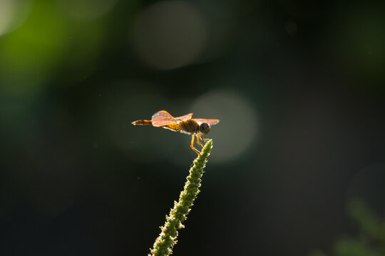 Dragonfly on the branch with beautiful evening light,Dragonfly on a green plant in the garden. Macro photography.