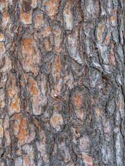 Bark texture and background of a old fir tree trunk. Detailed bark texture. Natural background
