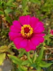 Close up of pink daisy flowers. Its generally symbolic of platonic love, romance, gentleness, and feminine energies. 