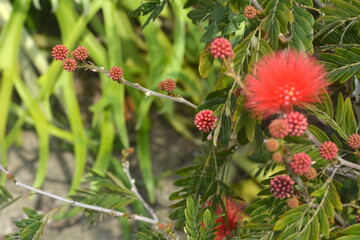 A large area of ​​Calliandra haematocephala in the garden