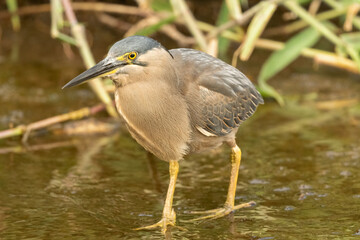 The Striated Heron (Butorides striata) is a small, fish hunting  water bird, Gold Coast, Queensland, Australia.
