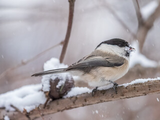 Naklejka premium Cute bird the willow tit, song bird sitting on a branch without leaves in the winter.