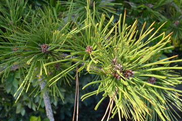 Pinus thunbergii Parl in the countryside