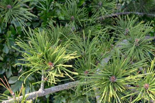 Pinus thunbergii Parl in the countryside