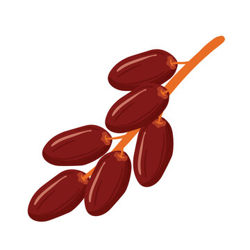 Date fruit drawing icon in vector illustration for Ramadan and Ied Snack Food