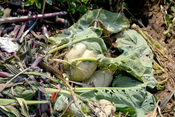 Kohlrabi and fermented fruits and vegetables on the edge of the field