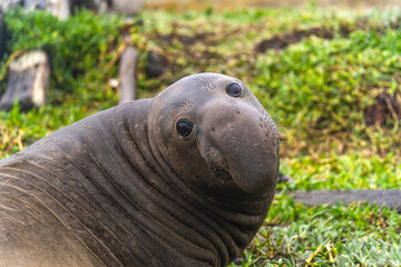 Portrait of a male elephant seal