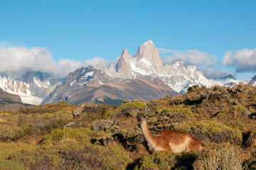 guanacos of patagonia standing in front of fritz roy mountain range showing an iconic patagonian...