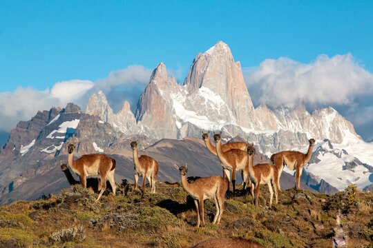 guanacos of patagonia standing in front of fritz roy mountain range showing an iconic patagonian landscape