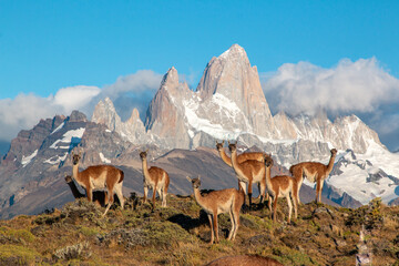 guanacos ( Lama guanicoe ) of patagonia standing in front of fritz roy mountain range showing an...