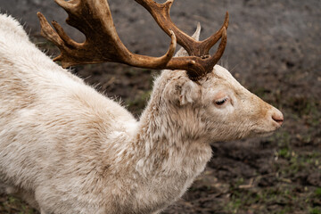 Close-up of a young male Albino deer. Young male white deer. Young male white stag (Cervidae)