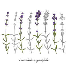 Fototapeta na wymiar vector drawing lavender, Lavandula angustifolia , hand drawn illustration of medicinal plant