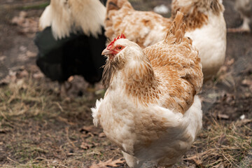 Close up of a domesticated female chicken hen (gallus gallus domesticos)