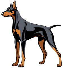doberman