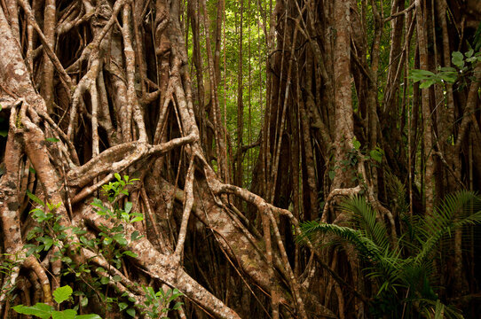 Strangler Fig (cathedral fig) near Yungaburra, Atherton Tablelands, North Queensland, Australia