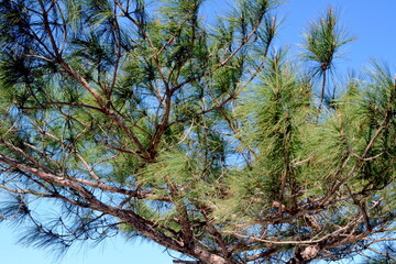 Pinus luchuensis Mayr in a field.