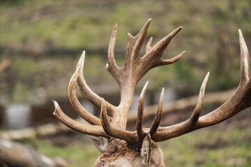 Fototapeta premium Close-up of huge antlers of a deer buck. Antlers of a male deer
