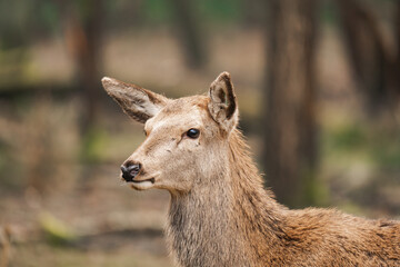 Close-up of a young female deer isolated (Cervidae)