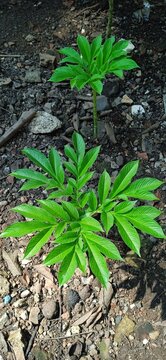 Porang aka suweg aka Amorphophallus paeoniifolius