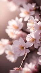 close up of sakura flowers