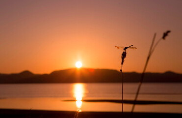 沈む夕日とトンボ