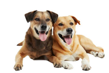 Couple of Cute fluffy portrait smile Puppy dog that looking at camera isolated on clear png background, funny moment, lovely dog, pet concept.