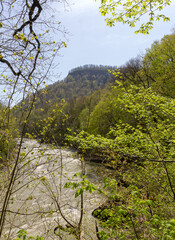 rocky banks of a mountain river with various types of vegetation in the summer.