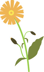 Fototapeta premium Spanish Gerbera Flower