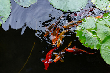 Cardumen de peces japoneses hambrientos color naranja y rojo