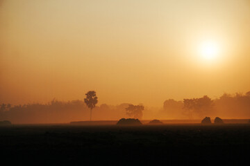 Winter morning sun. The golden sun. An artistic background. The villages of Bangladesh are covered in fog on winter mornings.