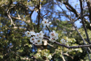 梅の花　南高
