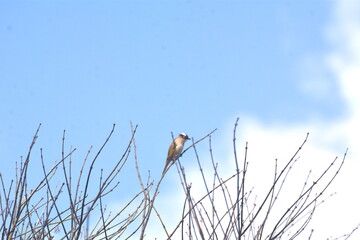 Pycnonotus sinensis singing in the treetops